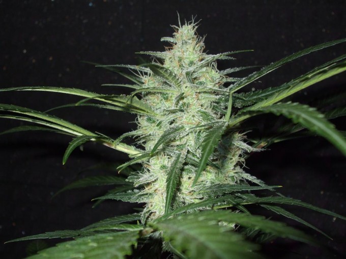 StarRyder day 85 full bloom cannabinium 000.jpg