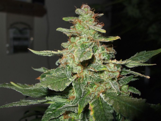 StarRyder day 85 full bloom cannabinium 004.jpg