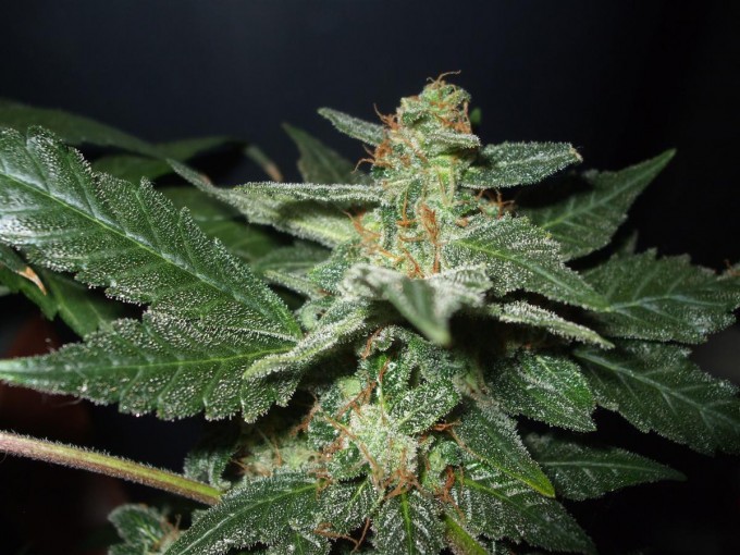 StarRyder day 85 full bloom cannabinium 006.jpg