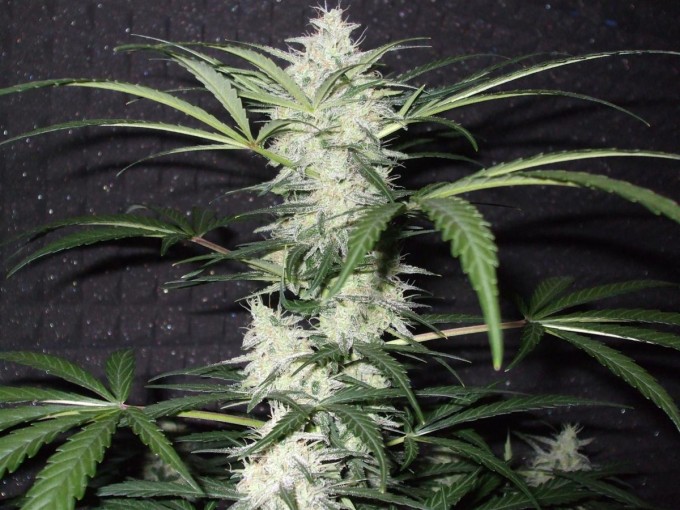 StarRyder day 85 full bloom cannabinium 008.jpg