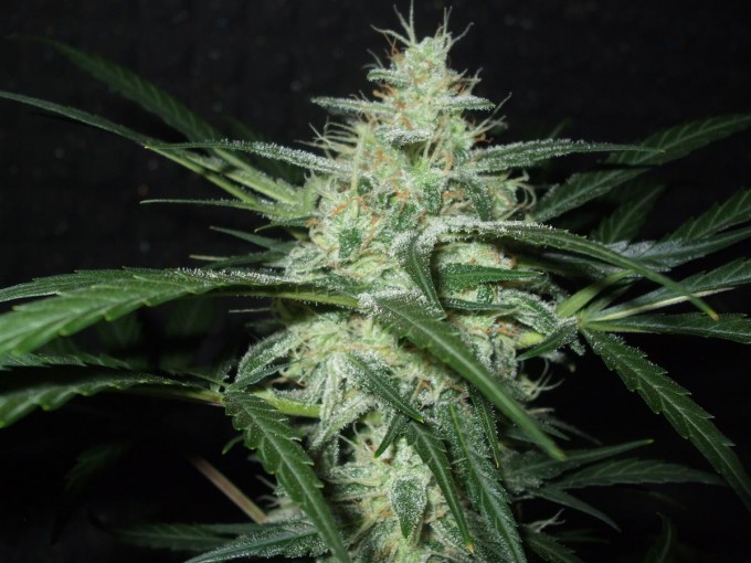 StarRyder day 85 full bloom cannabinium 009.jpg