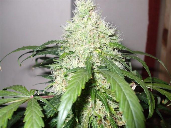 StarRyder day 85 full bloom cannabinium 011.jpg