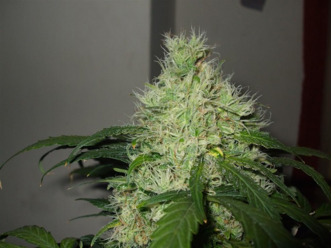 StarRyder day 85 full bloom cannabinium 012.jpg