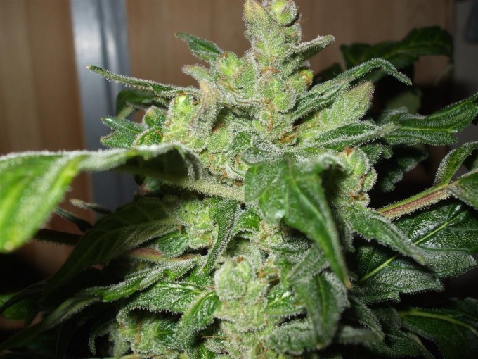 StarRyder day 85 full bloom cannabinium 016.jpg