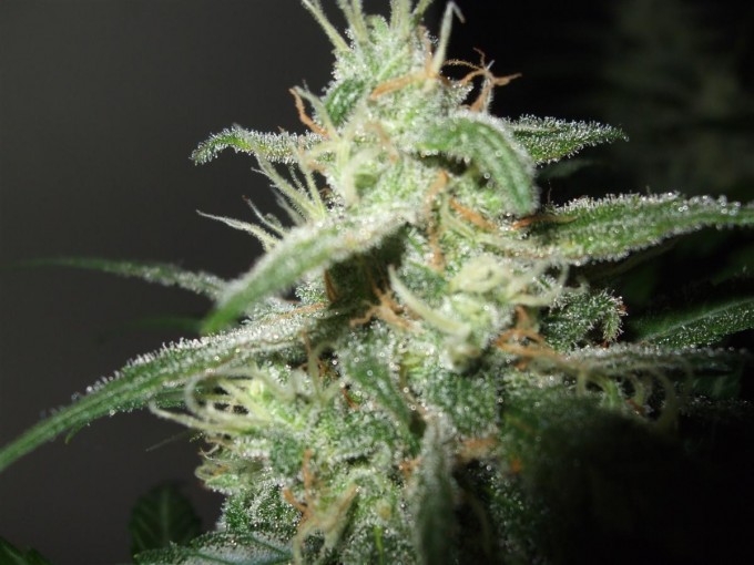 StarRyder day 85 full bloom cannabinium 026.jpg