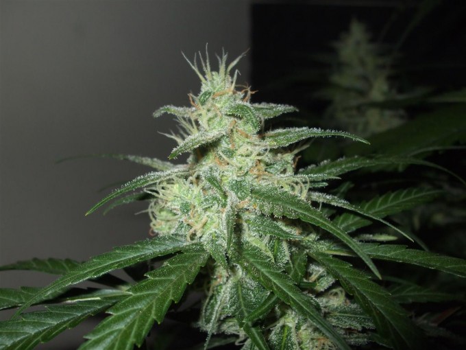 StarRyder day 85 full bloom cannabinium 032.jpg