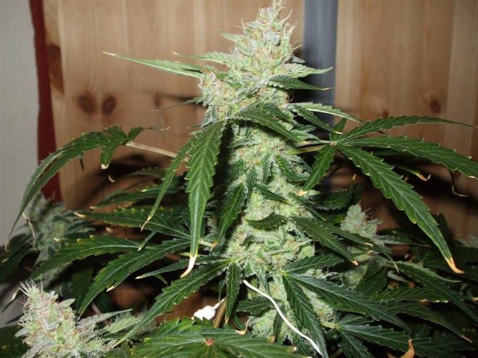 StarRyder day 85 full bloom cannabinium 038.jpg