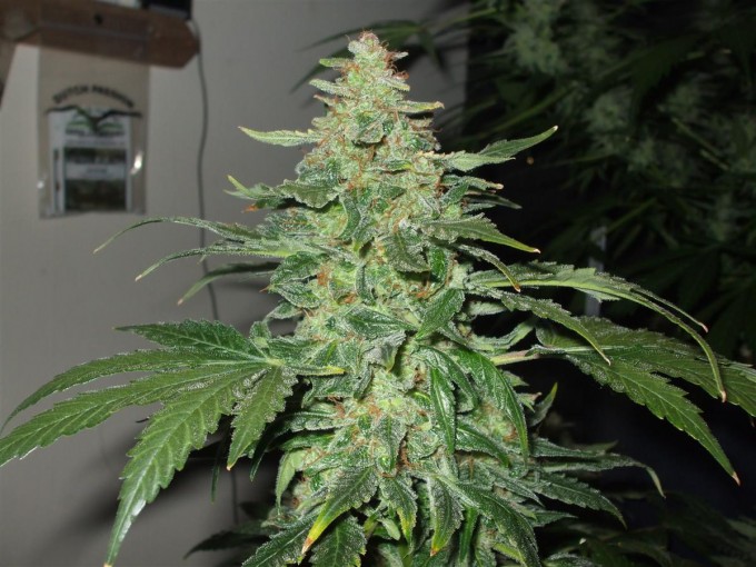 StarRyder day 85 full bloom cannabinium 040.jpg