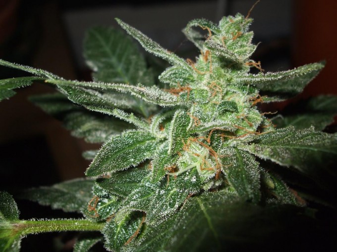 StarRyder day 85 full bloom cannabinium 044.jpg