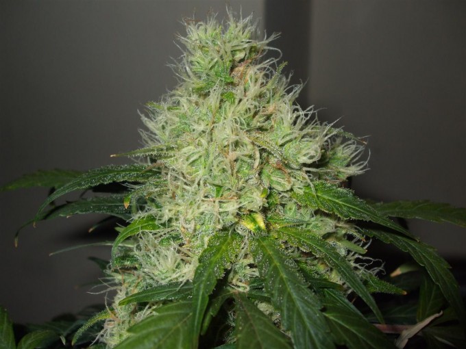 StarRyder day 85 full bloom cannabinium 053.jpg