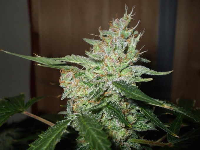 StarRyder day 85 full bloom cannabinium 104.jpg