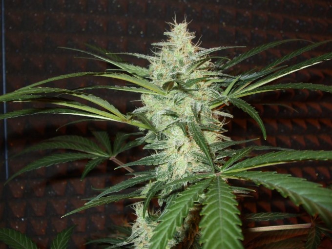 StarRyder day 85 full bloom cannabinium 110.jpg