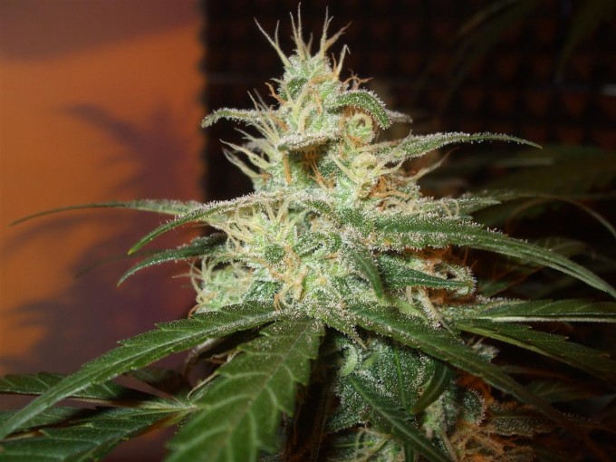 StarRyder day 85 full bloom cannabinium 7011.jpg