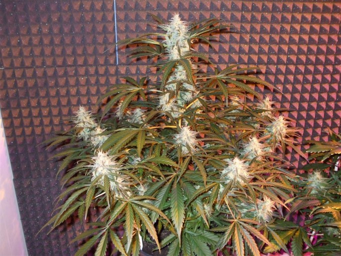 StarRyder day 85 full bloom cannabinium 0908.jpg