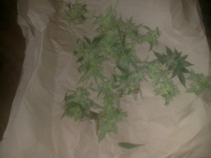 Day 72 Lower Buds Harvested (1).jpg