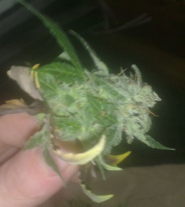 Day 72 Lower Buds Harvested (2).jpg