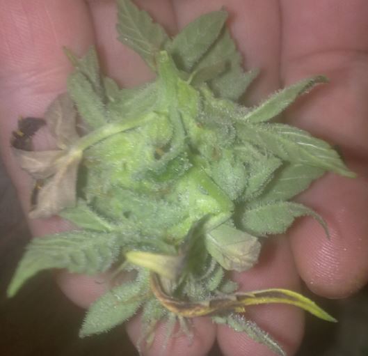 Day 72 Lower Buds Harvested (3).jpg