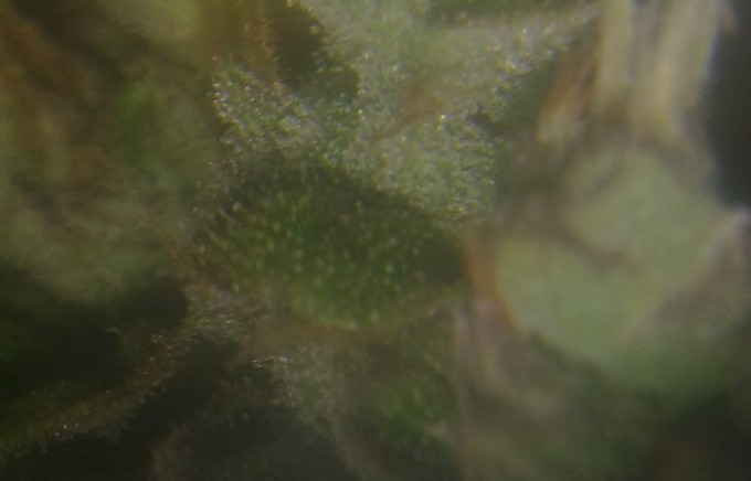Day 72 Trichomes Magnified (1).JPG