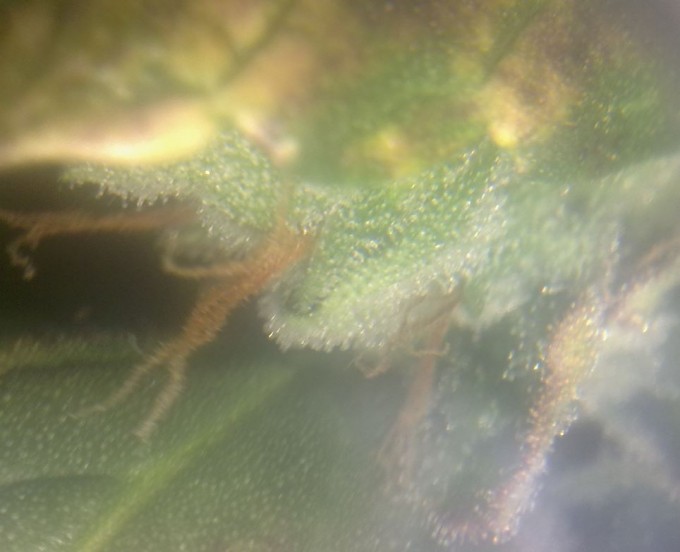 Day 72 Trichomes Magnified (2).JPG