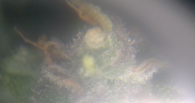 Day 72 Trichomes Magnified (3).JPG