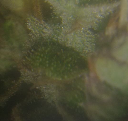 Day 72 Trichomes Magnified (4).JPG