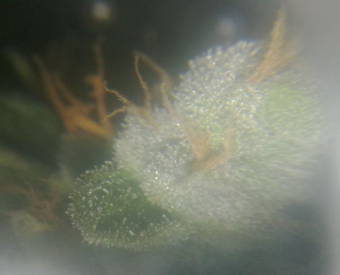 Day 72 Trichomes Magnified (5).JPG