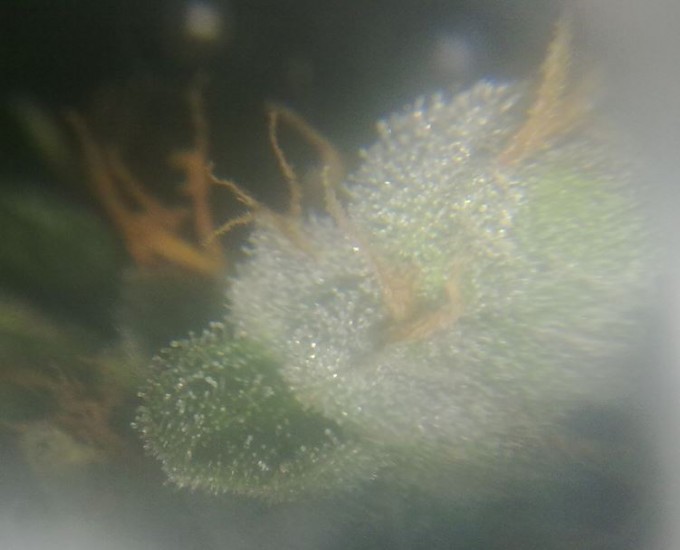 Day 72 Trichomes Magnified (5).JPG