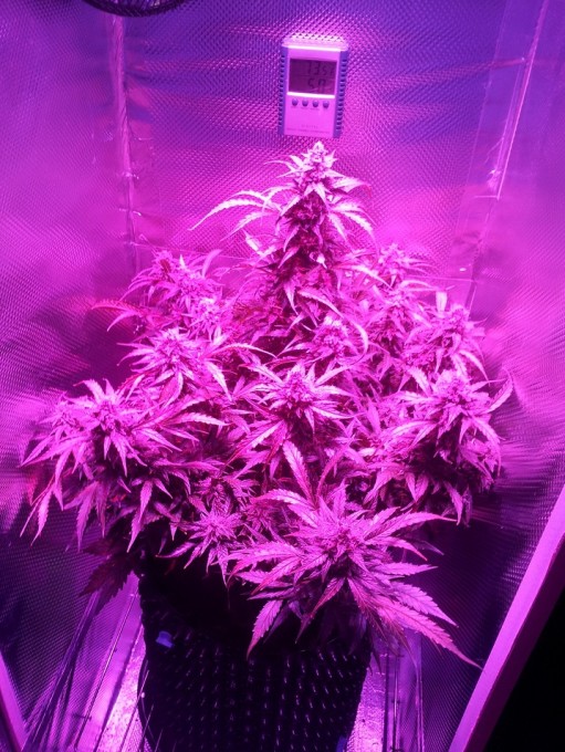 Day 70 Harvest (1).jpg