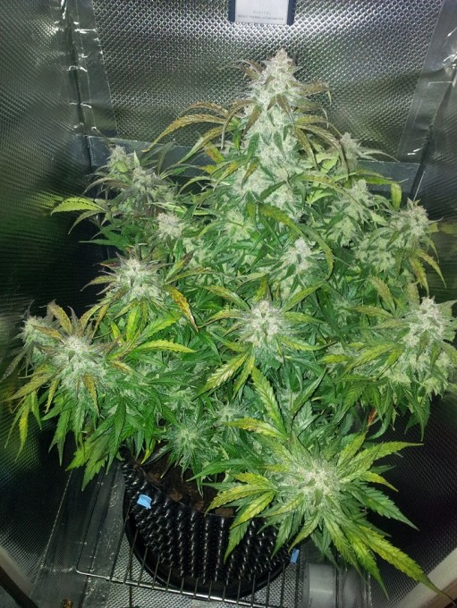 Day 70 Harvest (2).jpg