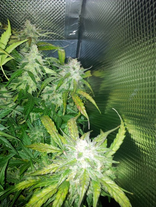 Day 70 Harvest (10).jpg