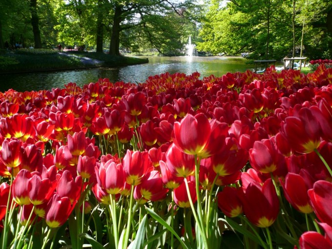 Keukenhof 2014.jpg