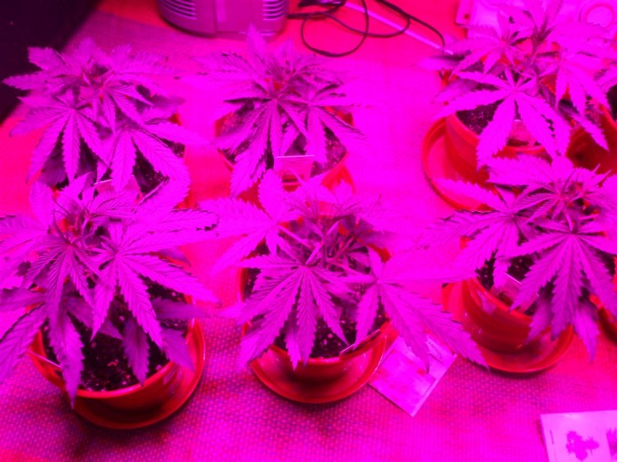 Day 18 Dutch Passion Strain D New StrainTest Grow 001.jpg