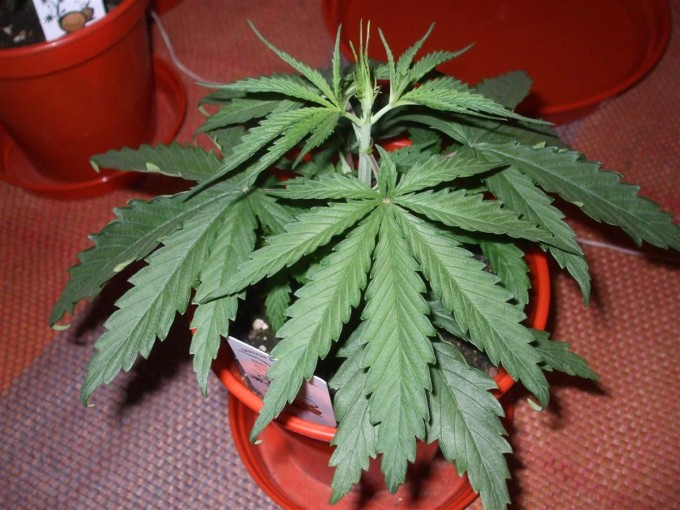 Day 18 Dutch Passion Strain D New StrainTest Grow 003.jpg