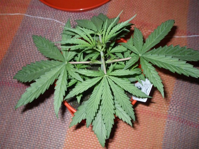 Day 18 Dutch Passion Strain D New StrainTest Grow 004.jpg