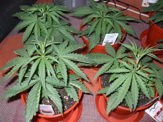 Day 18 Dutch Passion Strain D New StrainTest Grow 005.jpg