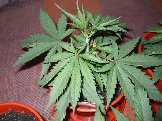 Day 18 Dutch Passion Strain D New StrainTest Grow 007.jpg