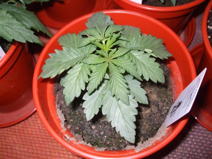 Day 18 Dutch Passion Strain D New StrainTest Grow 008.jpg