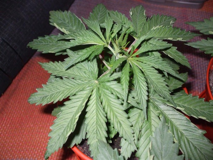 Day 18 Dutch Passion Strain D New StrainTest Grow 013.jpg