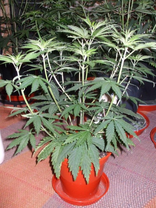 Day 33 Flwr Day 5 Dutch Passion Strain D New StrainTest Grow 003.jpg