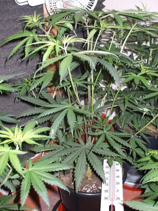 Day 33 Flwr Day 5 Dutch Passion Strain D New StrainTest Grow 004.jpg