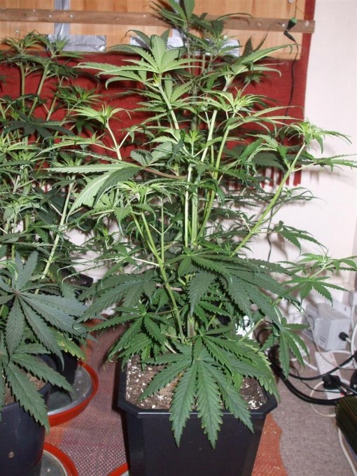 Day 33 Flwr Day 5 Dutch Passion Strain D New StrainTest Grow 005.jpg