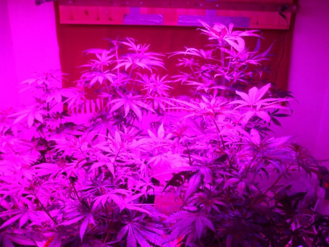 Day 33 Flwr Day 5 Dutch Passion Strain D New StrainTest Grow 014.jpg