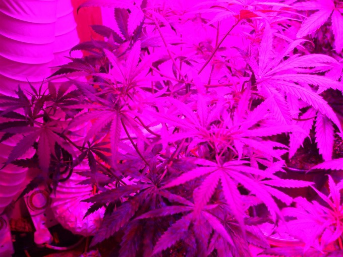 Day 33 Flwr Day 5 Dutch Passion Strain D New StrainTest Grow 011.jpg