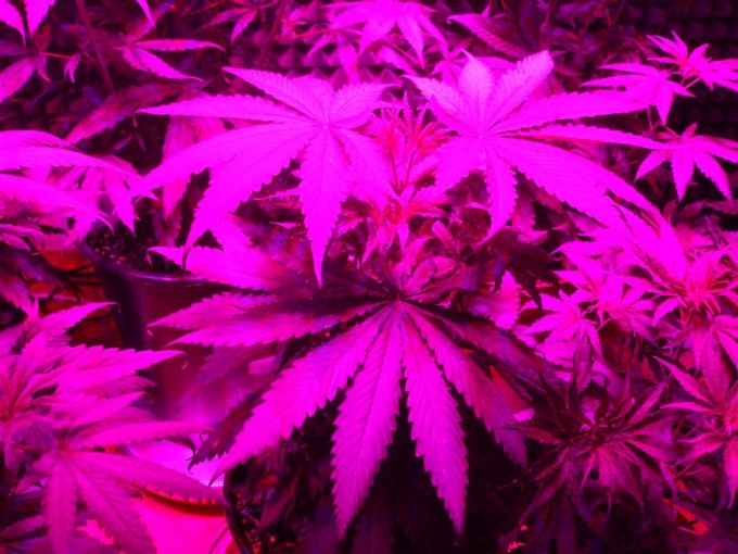 Day 33 Flwr Day 5 Dutch Passion Strain D New StrainTest Grow 010.jpg