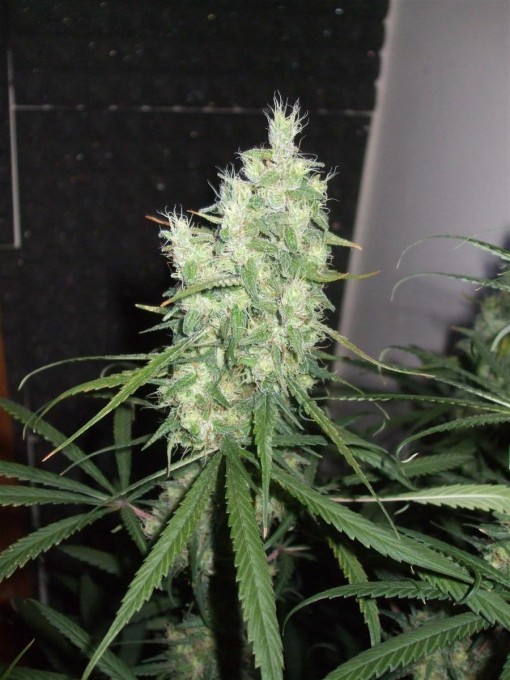 Day 89 Flwr Day 59 Dutch Passion DF 022.jpg