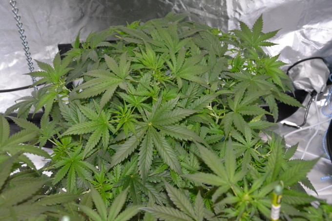 day 35 Critical Jack 1.JPG