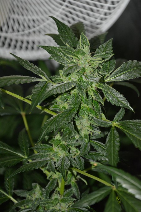 day 58 Chronic Ryder side bud.JPG