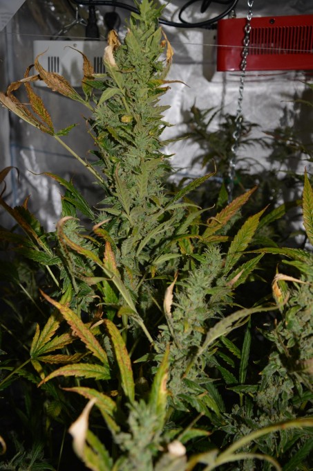 day 72 Critical Jack 2 cola.JPG