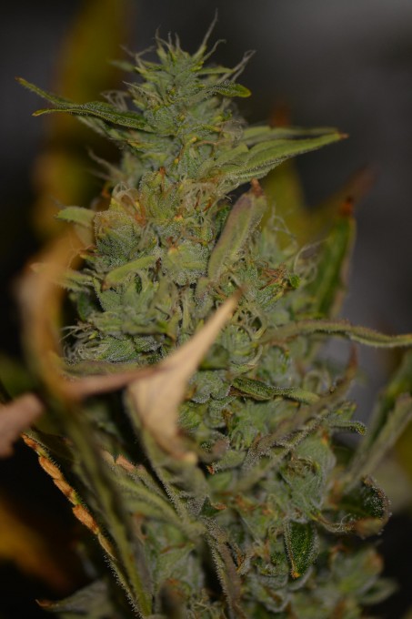 day 74 Critical Jack 2 cola tip.JPG