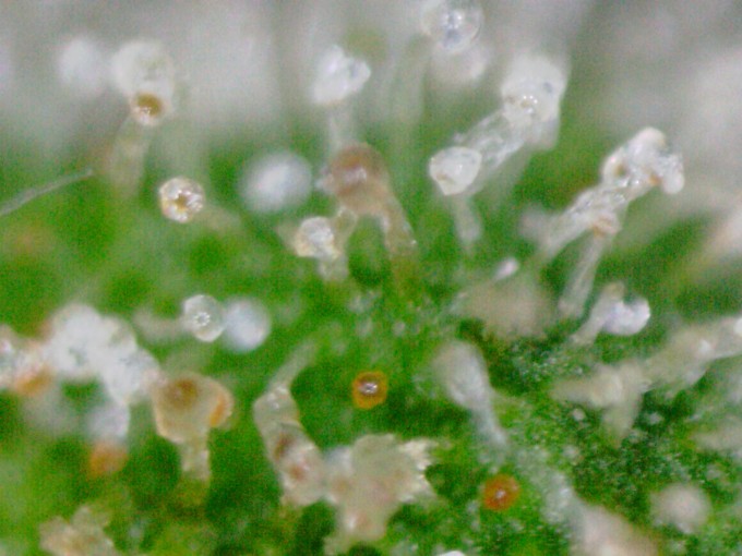 Critical Jack 1 trichs 1.JPG